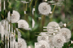 Image Credit: Distorted Dandelions by Lone Thomasky & Bits&Bäume, Better Images of AI